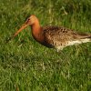 gruttomanalblasserwaard18052020 2